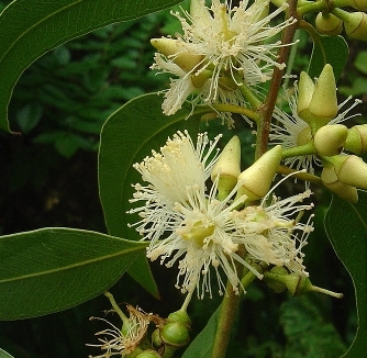 Eucalyptus Essential Oil Globulus 3